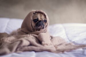 Photo Pet grooming